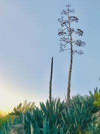 Low angle view of plants growing on field against clear sky