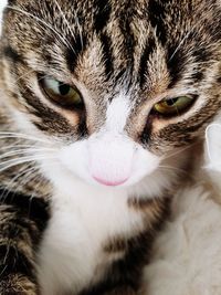 Close-up portrait of cat