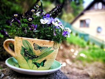 Close-up of potted plant