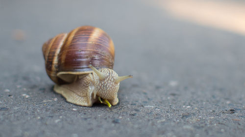 Close-up surface level of snail on ground