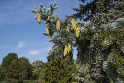 Low angle view of pine tree against sky