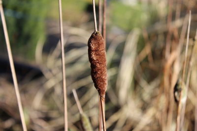 Close-up of plant