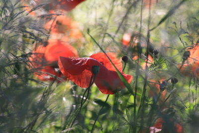 Close-up of red poppy blooming outdoors