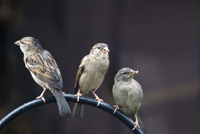 Close-up of birds perching on tree