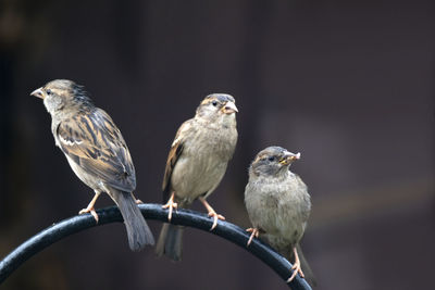 Close-up of three birds perching on tree