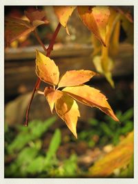 Close-up of autumn leaves