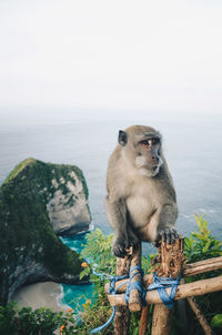 Monkey sitting on rock against sky