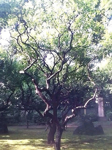 tree, branch, growth, tree trunk, built structure, nature, architecture, water, tranquility, low angle view, sky, day, park - man made space, building exterior, outdoors, no people, green color, beauty in nature, bare tree, sunlight