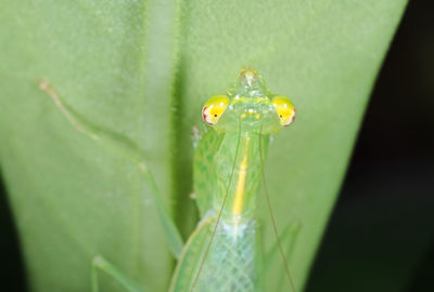 Extreme close-up of insect on plant