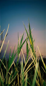 Close-up of grass growing on field against sky