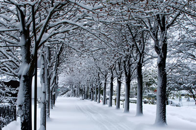 Bare tree on snow covered field