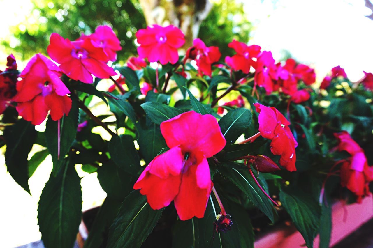 flower, freshness, petal, fragility, flower head, growth, pink color, beauty in nature, blooming, close-up, nature, focus on foreground, leaf, plant, in bloom, blossom, day, outdoors, stem, pink