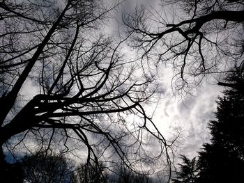 Low angle view of silhouette bare trees against sky