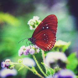 Close-up of butterfly pollinating on flower