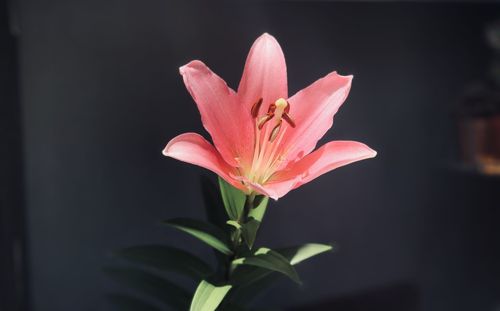 Close-up of pink lily blooming outdoors