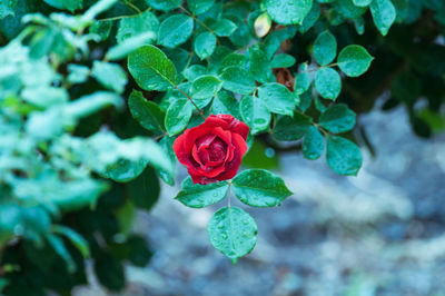 Close-up of red rose blooming outdoors