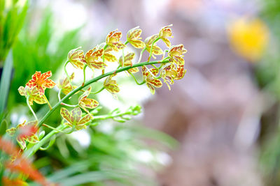 Close-up of flowering plant