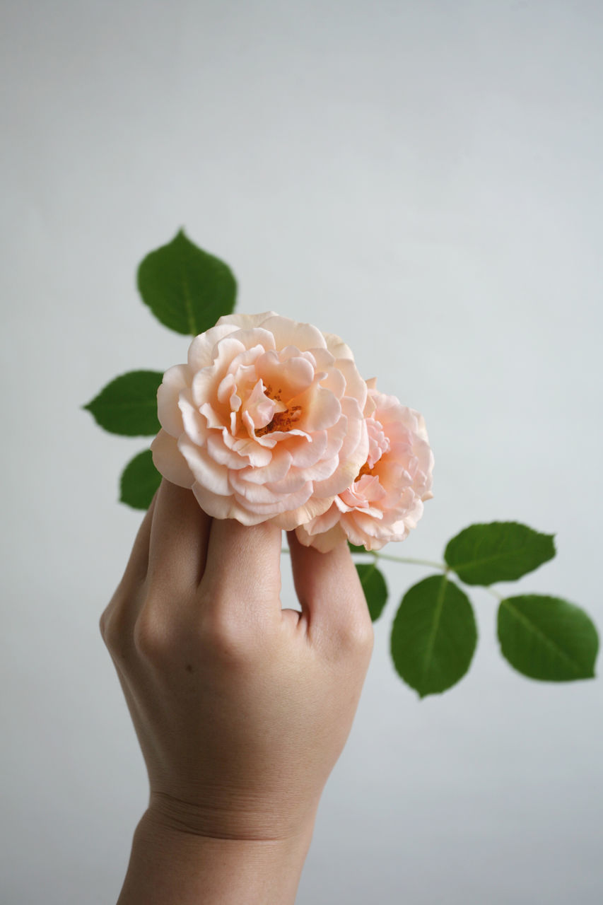 CLOSE-UP OF HAND HOLDING WHITE ROSE AGAINST GRAY BACKGROUND