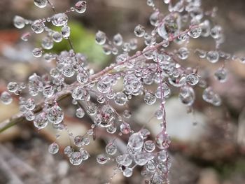 Close-up of water drops on branch