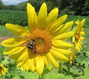 Close-up of bee on yellow flower