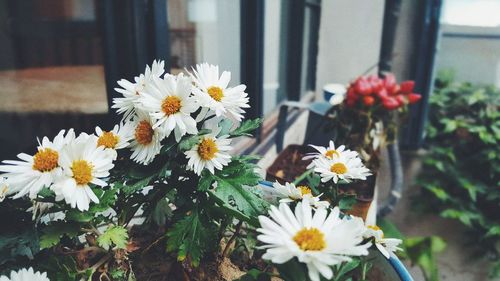 Close-up of flowers