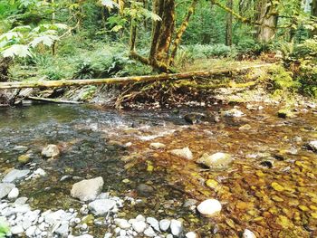 Close-up of water flowing in forest