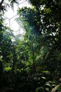 Low angle view of trees in forest against sky