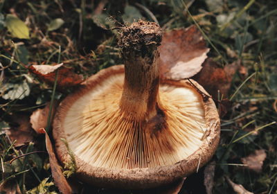 Close-up of mushroom growing on field