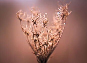 Close-up of dried plant