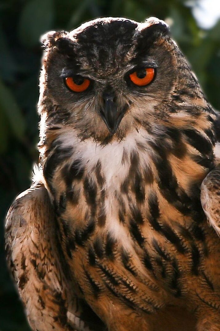 CLOSE-UP PORTRAIT OF AN OWL