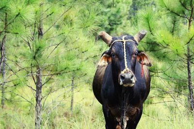 Portrait of cow on field