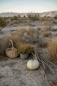 Plants in basket on field against sky