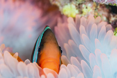 Close-up of fish swimming in sea