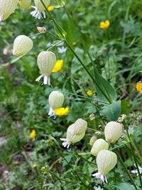 Close-up of white flowering plants