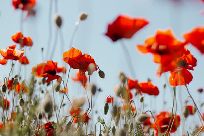 Close-up of red poppy flowers on field