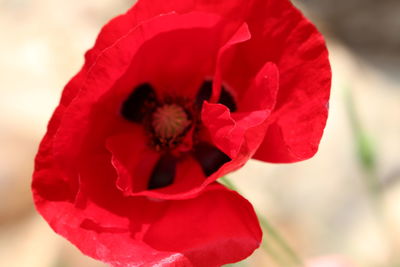 Close-up of red poppy