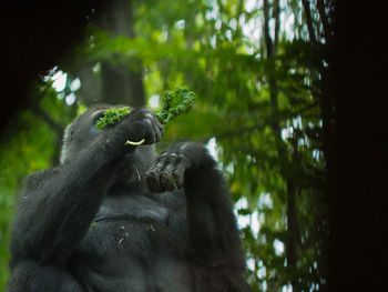 Monkey sitting in a forest