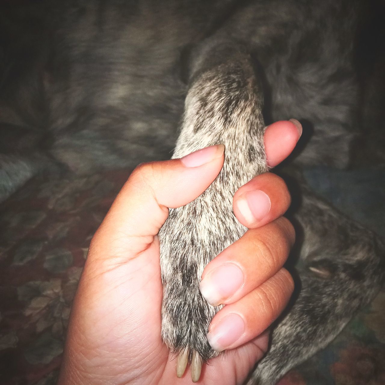 hand, animal, animal themes, one animal, one person, finger, holding, close-up, mammal, pet, animal body part, young animal, domestic animals, indoors, personal perspective, focus on foreground, animal hair, animal wildlife
