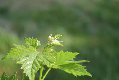 Close-up of green leaves on plant