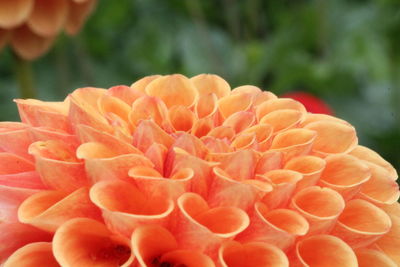 Close-up of orange flower blooming outdoors