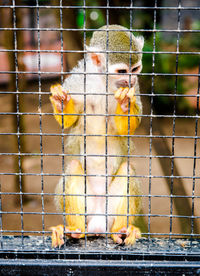 Close-up of squirrel monkey in cage at zoo