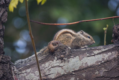 Close-up of squirrel on tree trunk