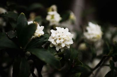Close-up of white flowers