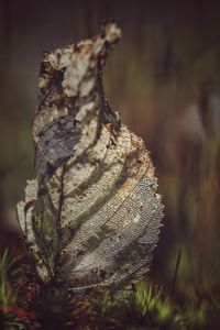 Close-up of dry leaf on field