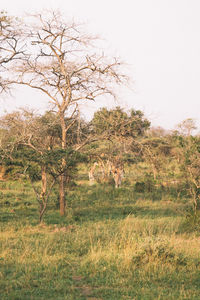 Trees on field