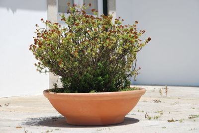 Close-up of potted plant on table against wall