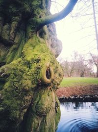 Trees growing on rocks