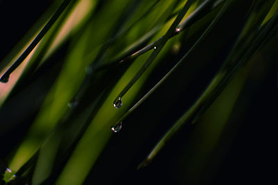 Reflection of water drops.