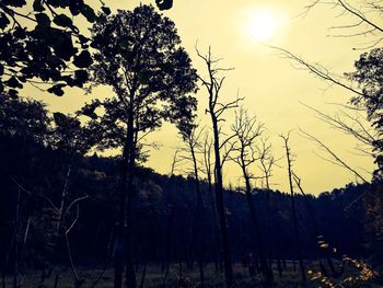 Sun shining through trees