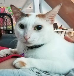 Close-up portrait of cat relaxing on hand